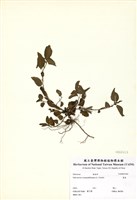 藏品(賽葵)的圖片